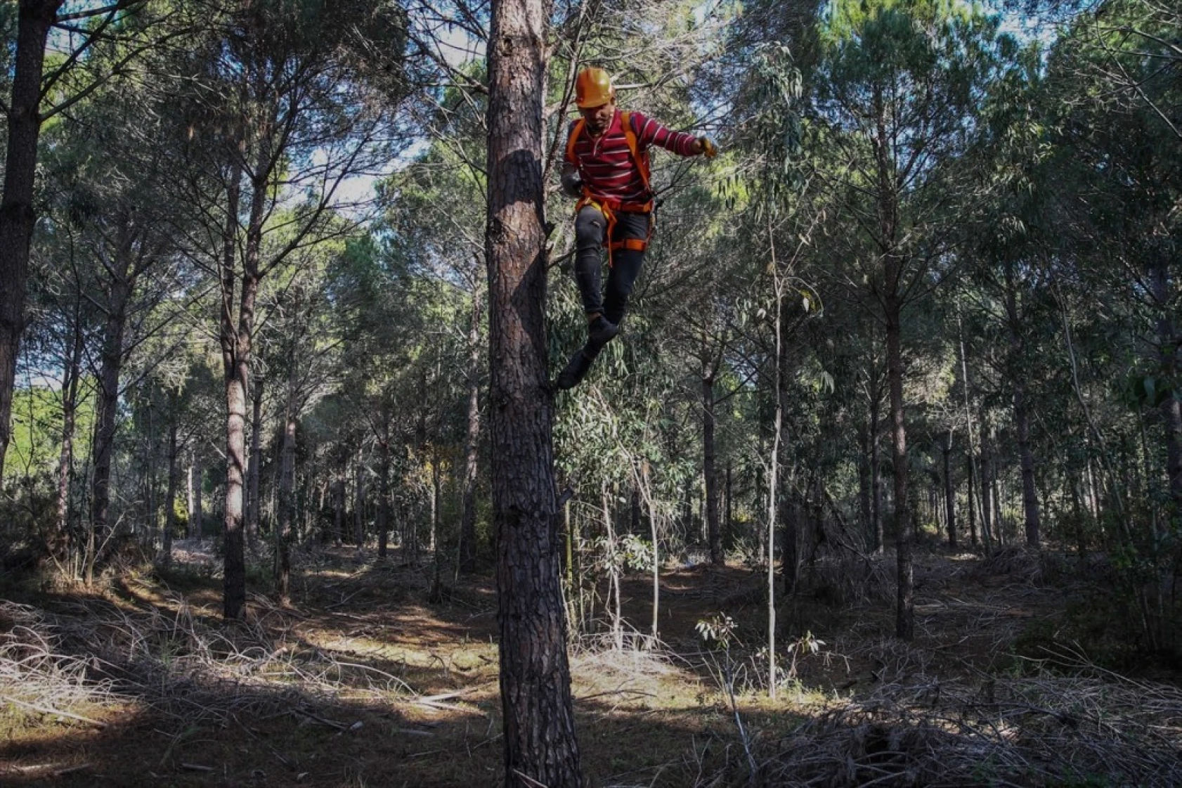 Çam fıstığının zorlu yolculuğu