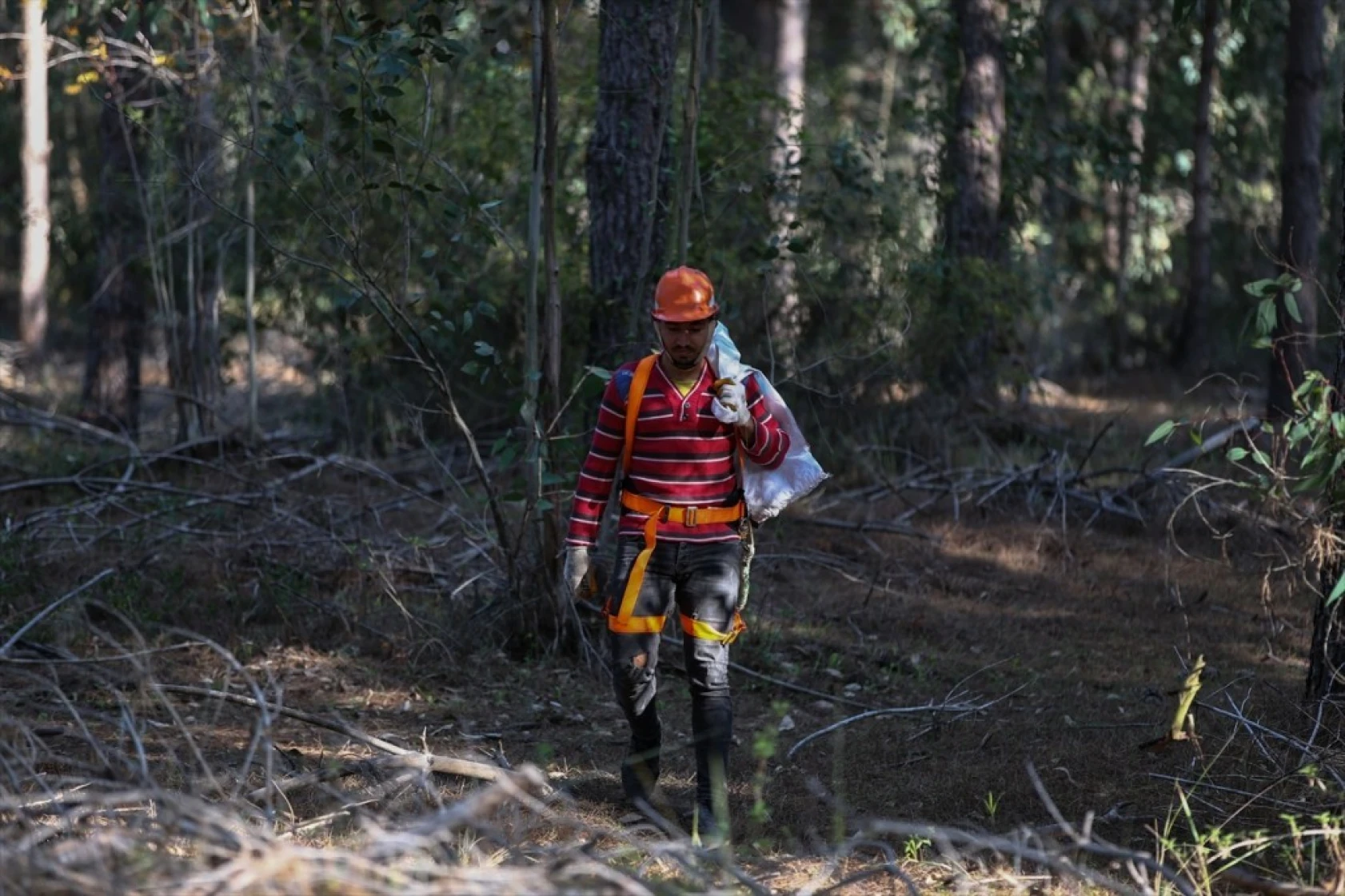 Çam fıstığının zorlu yolculuğu