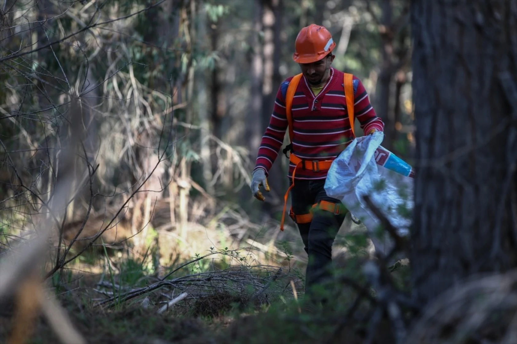 Çam fıstığının zorlu yolculuğu