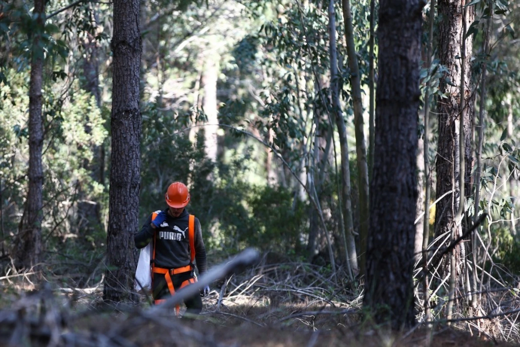 Çam fıstığının zorlu yolculuğu