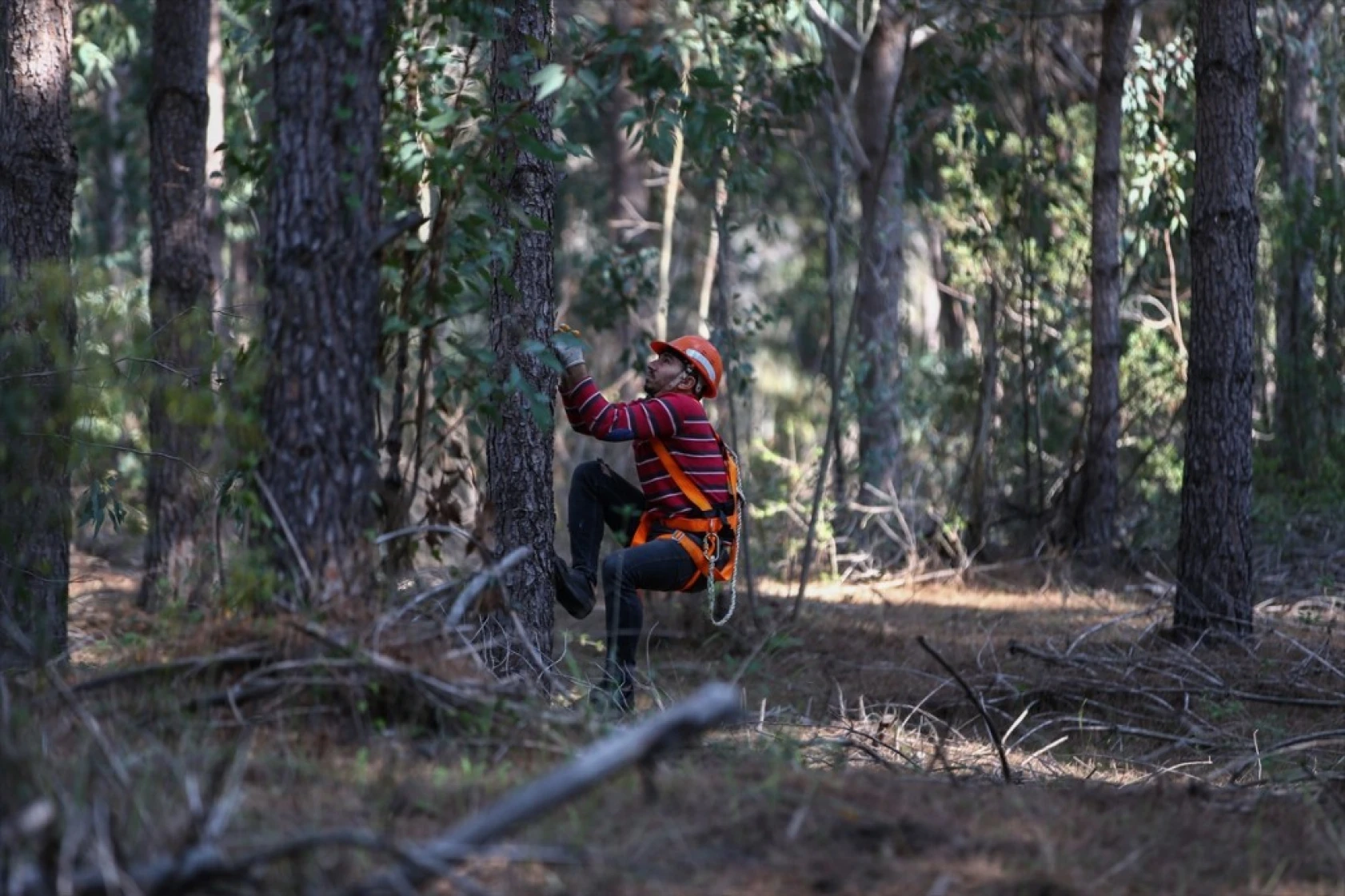 Çam fıstığının zorlu yolculuğu