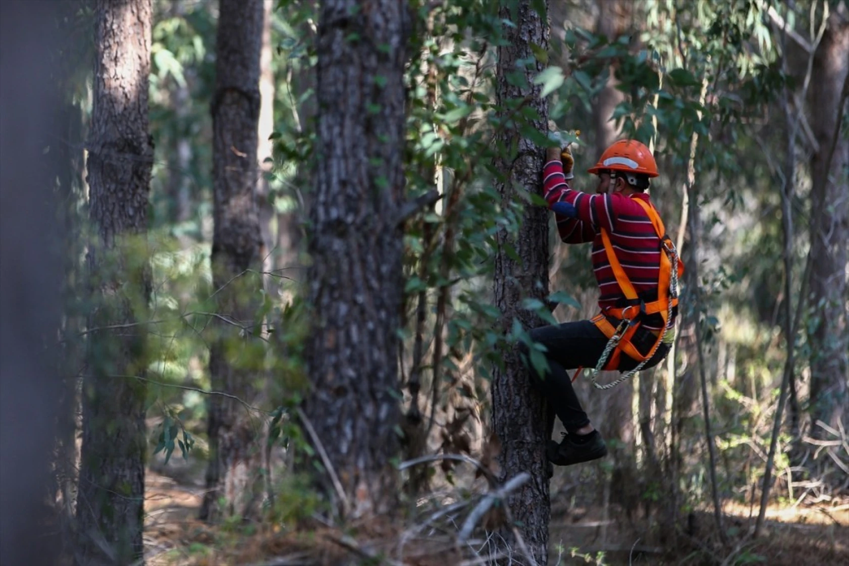 Çam fıstığının zorlu yolculuğu