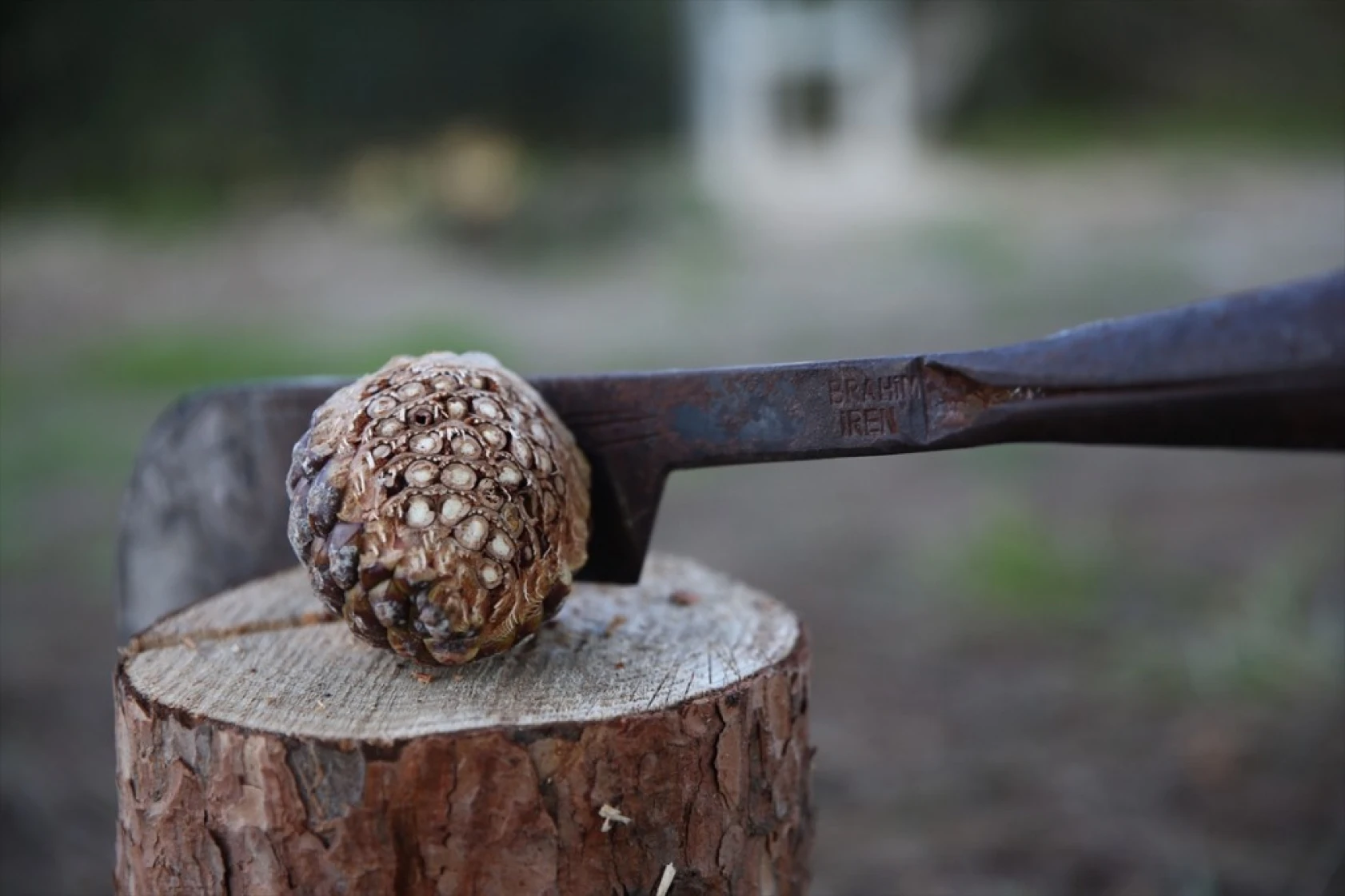 Çam fıstığının zorlu yolculuğu