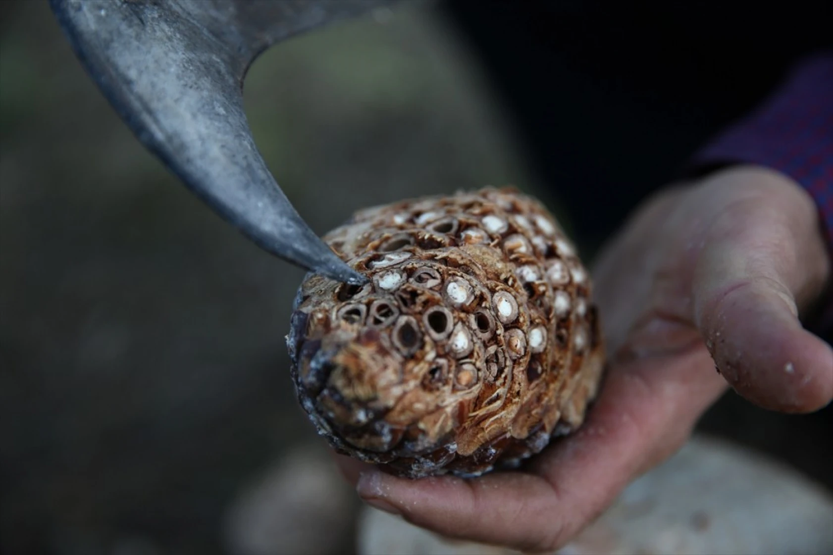 Çam fıstığının zorlu yolculuğu