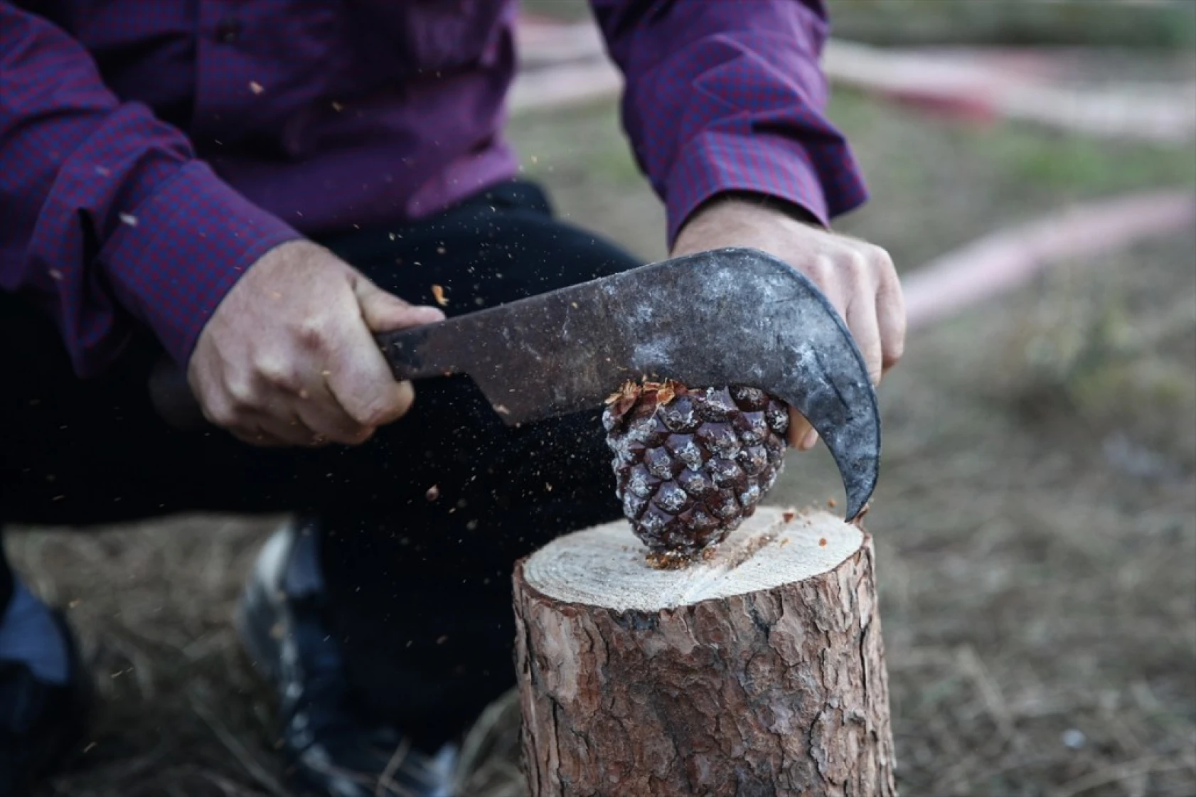 Çam fıstığının zorlu yolculuğu