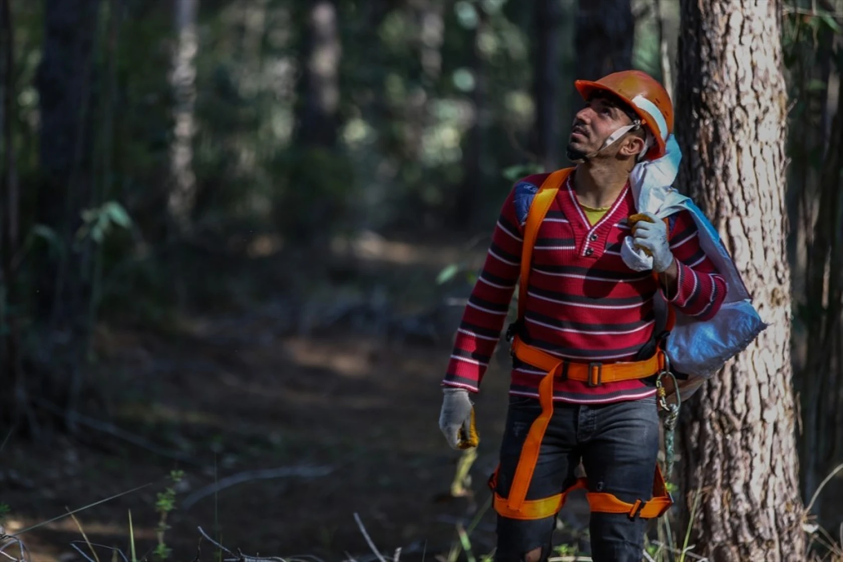 Çam fıstığının zorlu yolculuğu