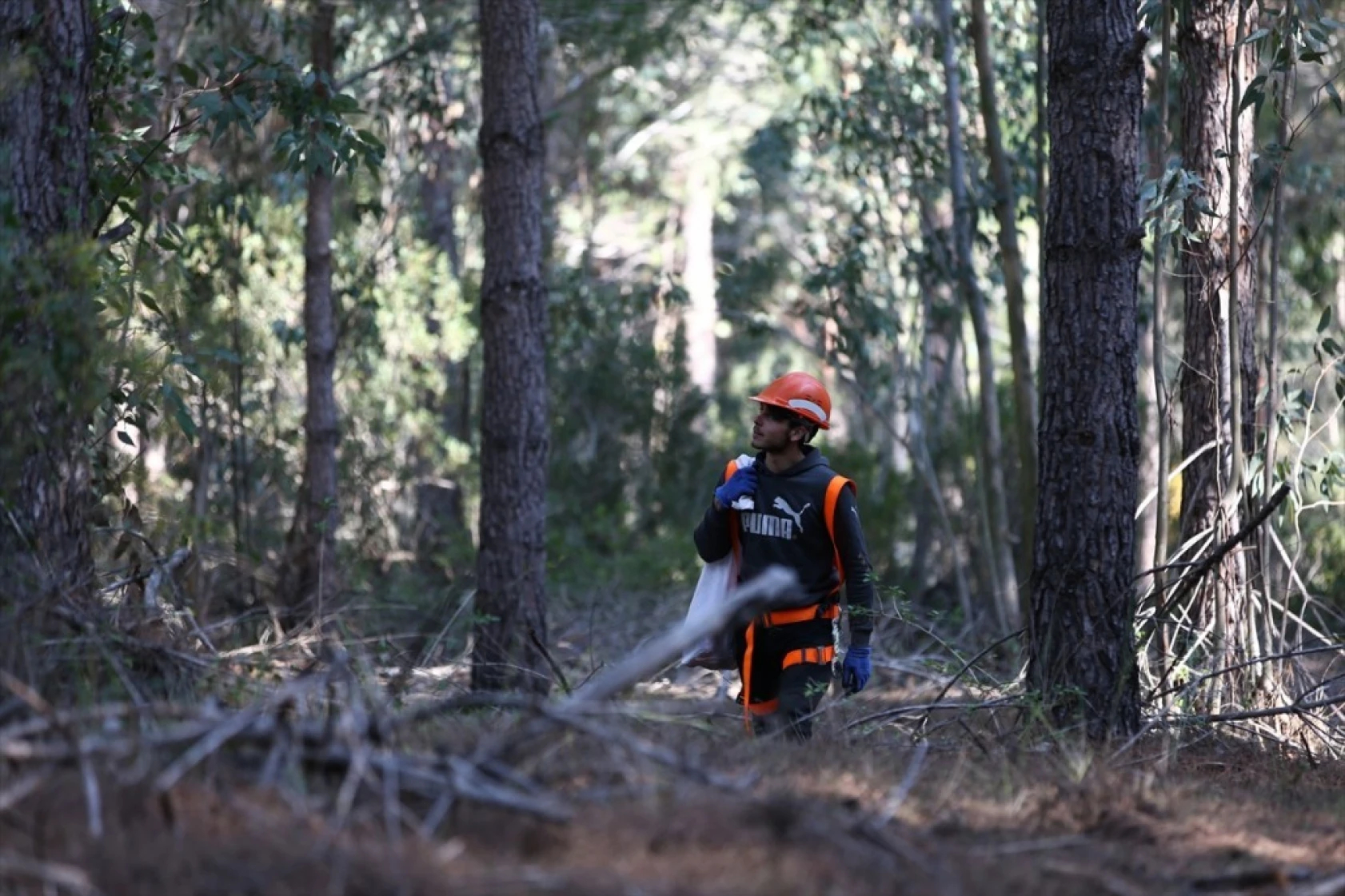 Çam fıstığının zorlu yolculuğu