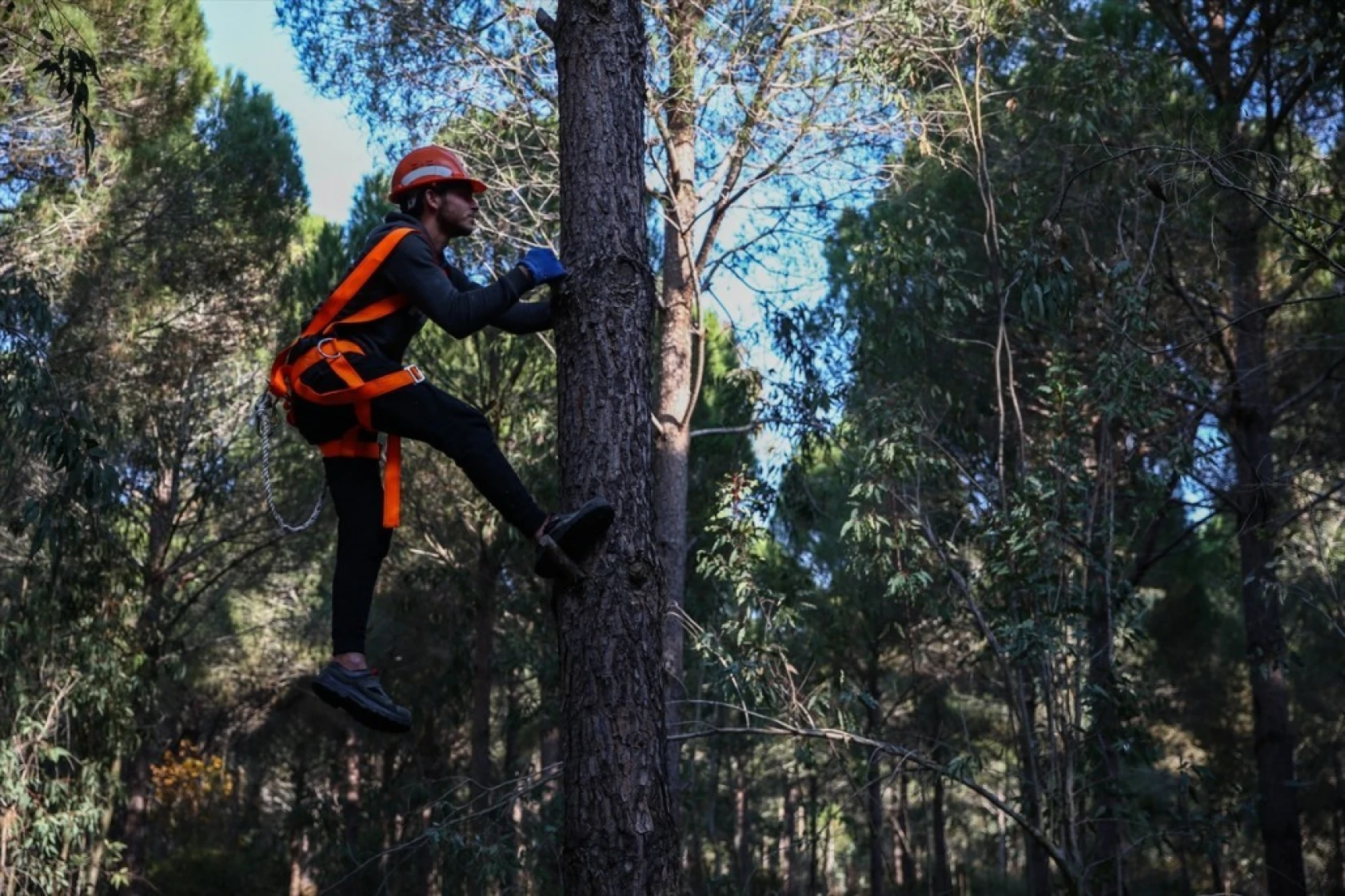 Çam fıstığının zorlu yolculuğu