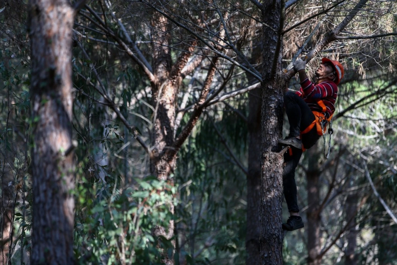 Çam fıstığının zorlu yolculuğu