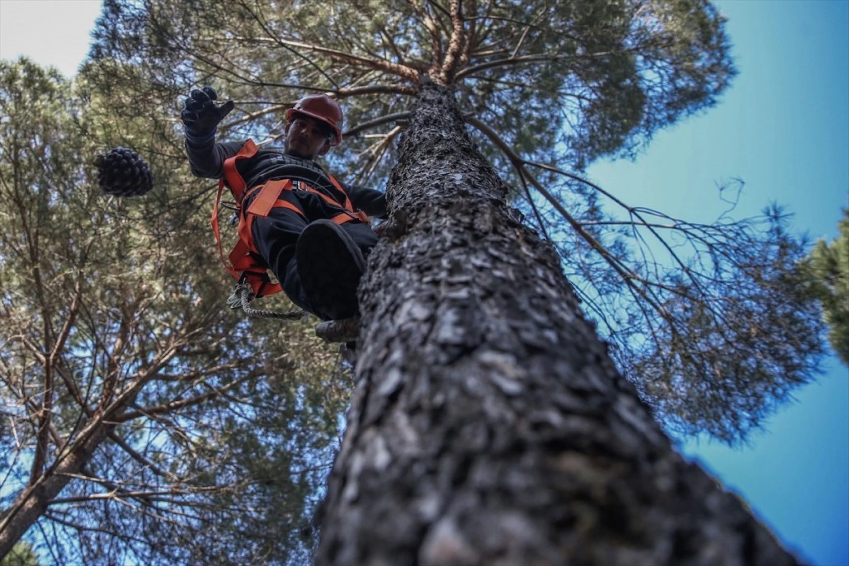 Çam fıstığının zorlu yolculuğu