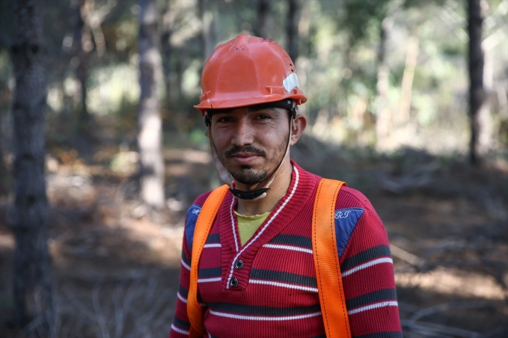 Çam fıstığının zorlu yolculuğu
