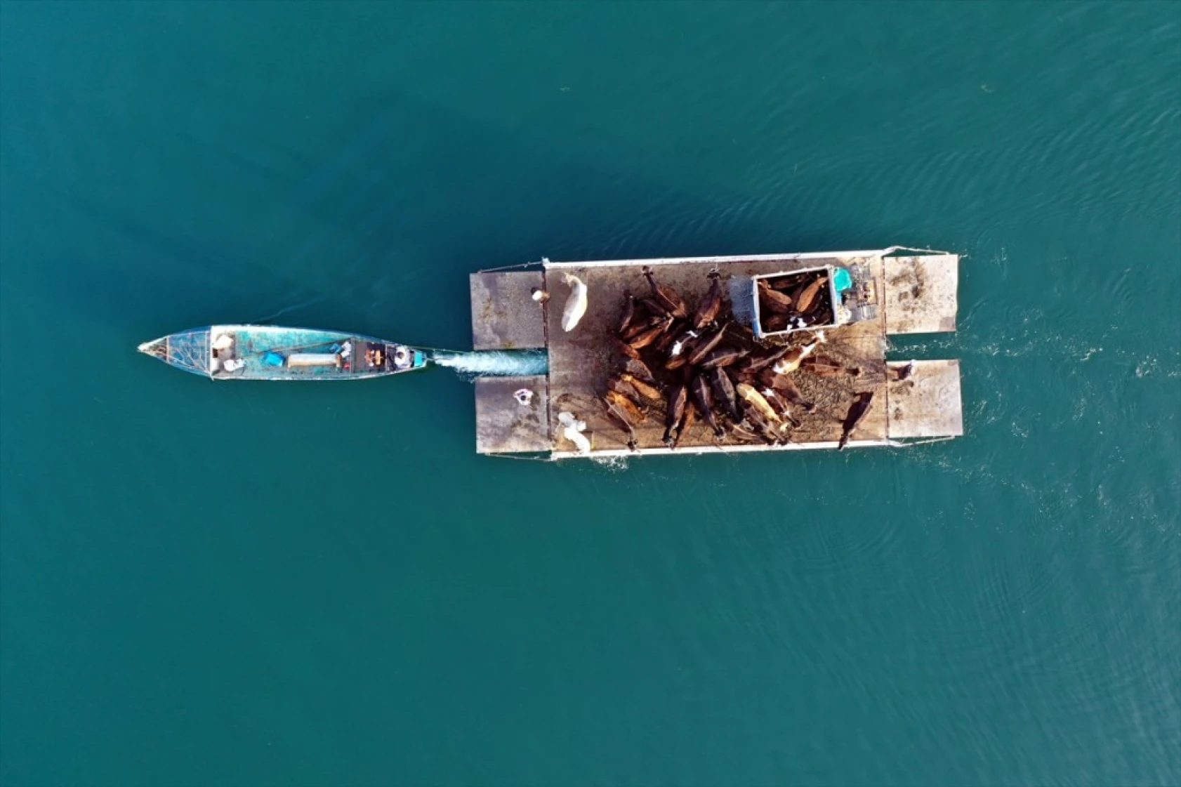 Yörüklerin Mada Adasını geçiş anı