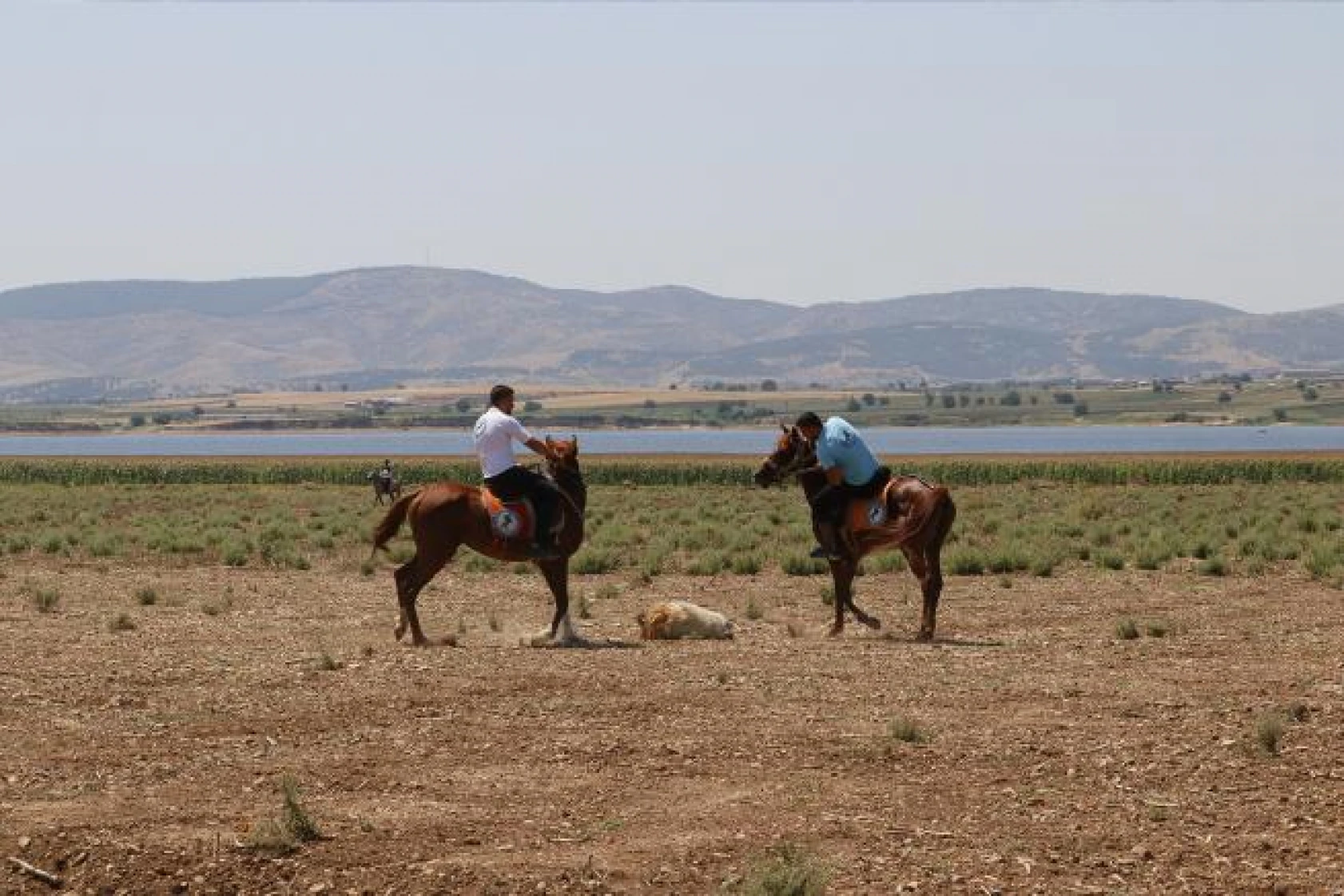 Kahramanmaraş 1. Rahvan At Yarışları
