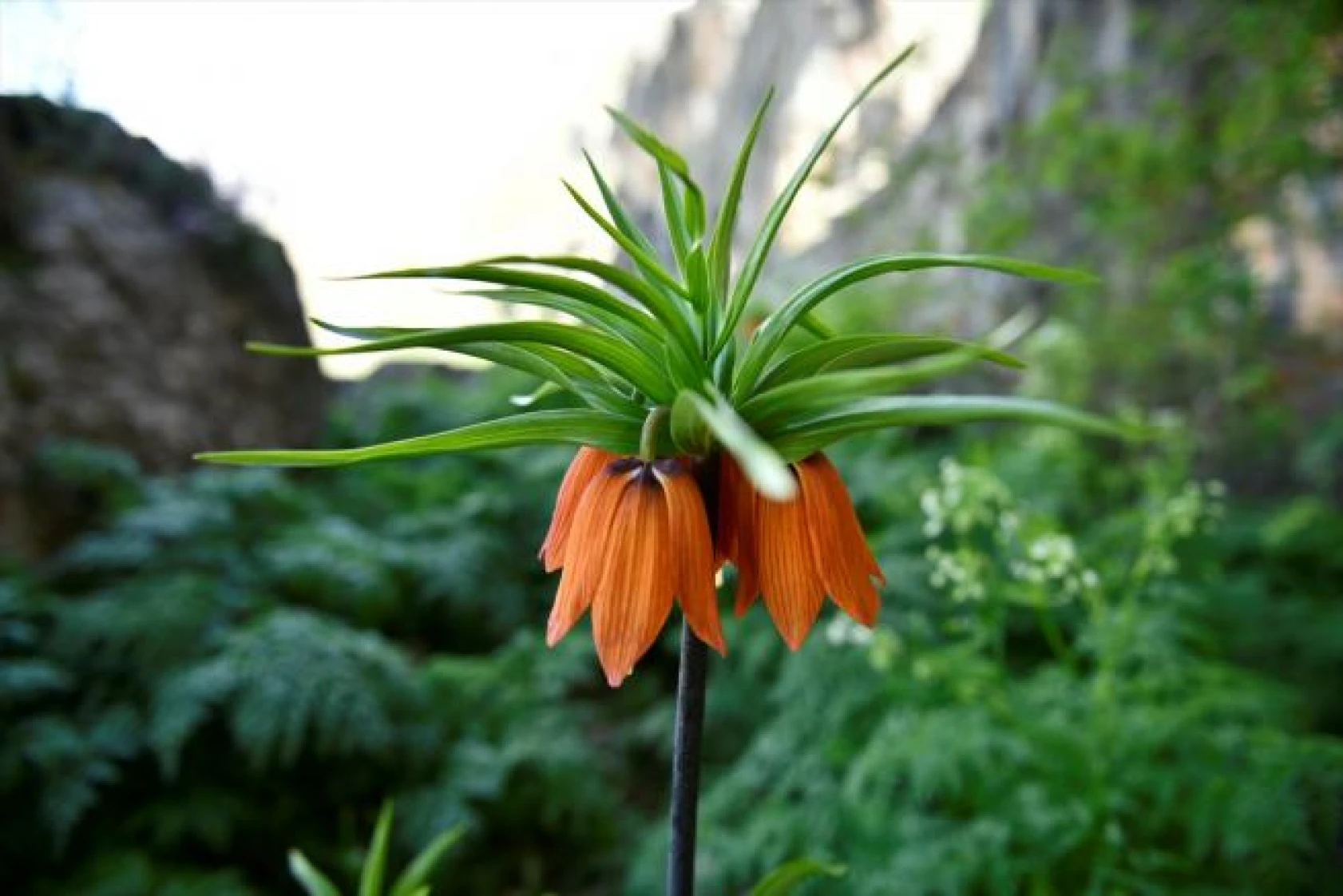 Salavan Dağı'nda açan ters laleler doğaseverlerin ilgi odağı oluyor