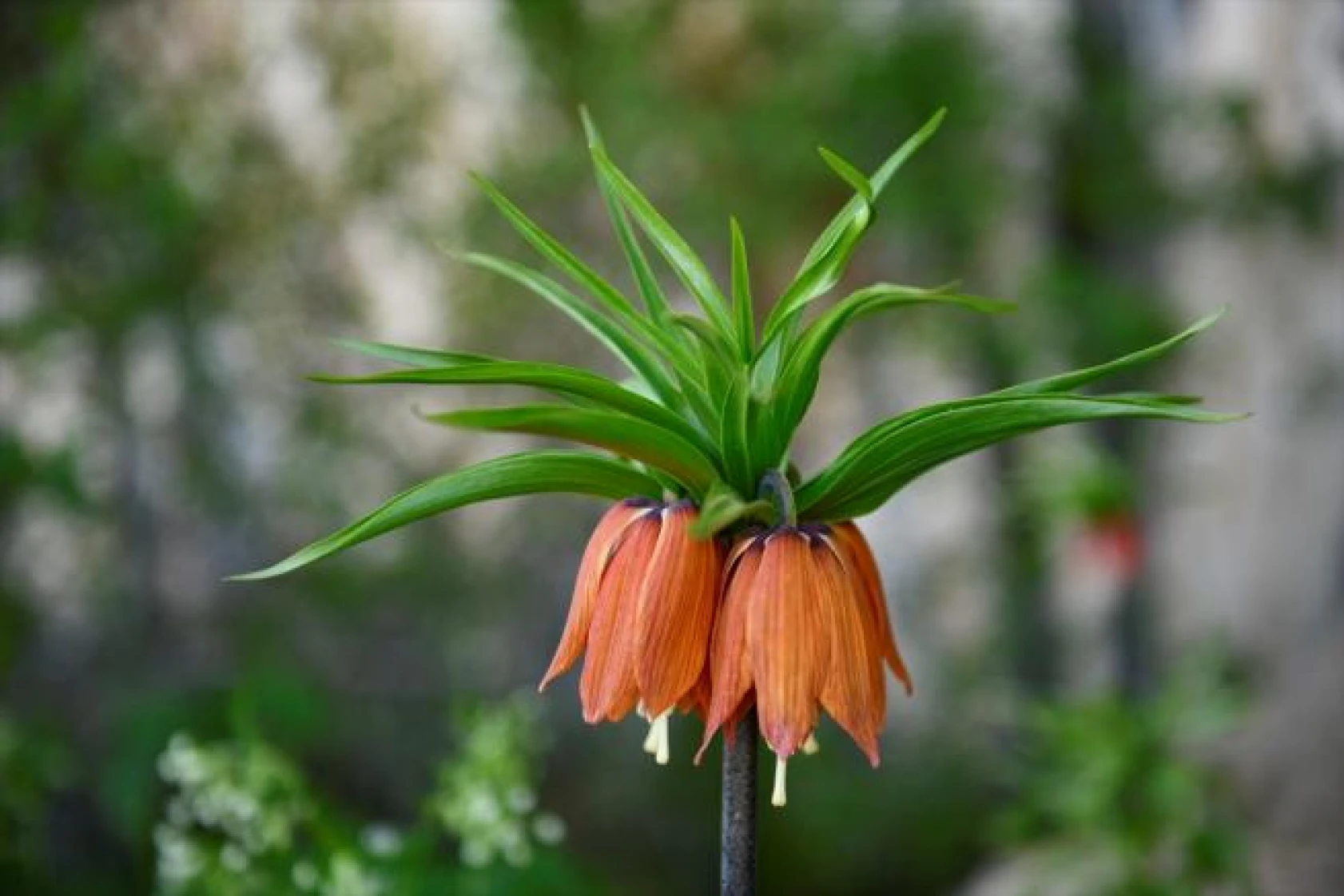 Salavan Dağı'nda açan ters laleler doğaseverlerin ilgi odağı oluyor