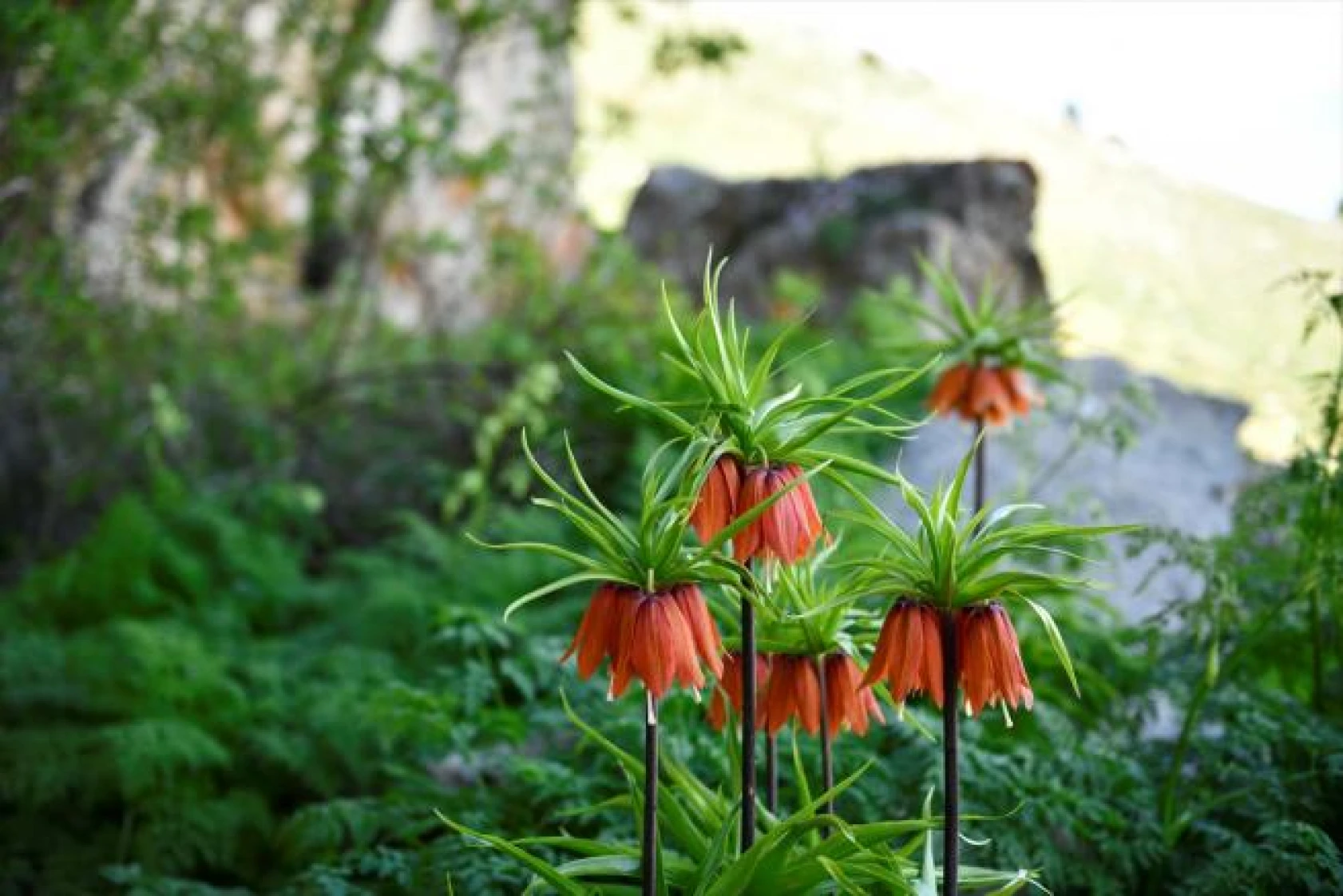 Salavan Dağı'nda açan ters laleler doğaseverlerin ilgi odağı oluyor