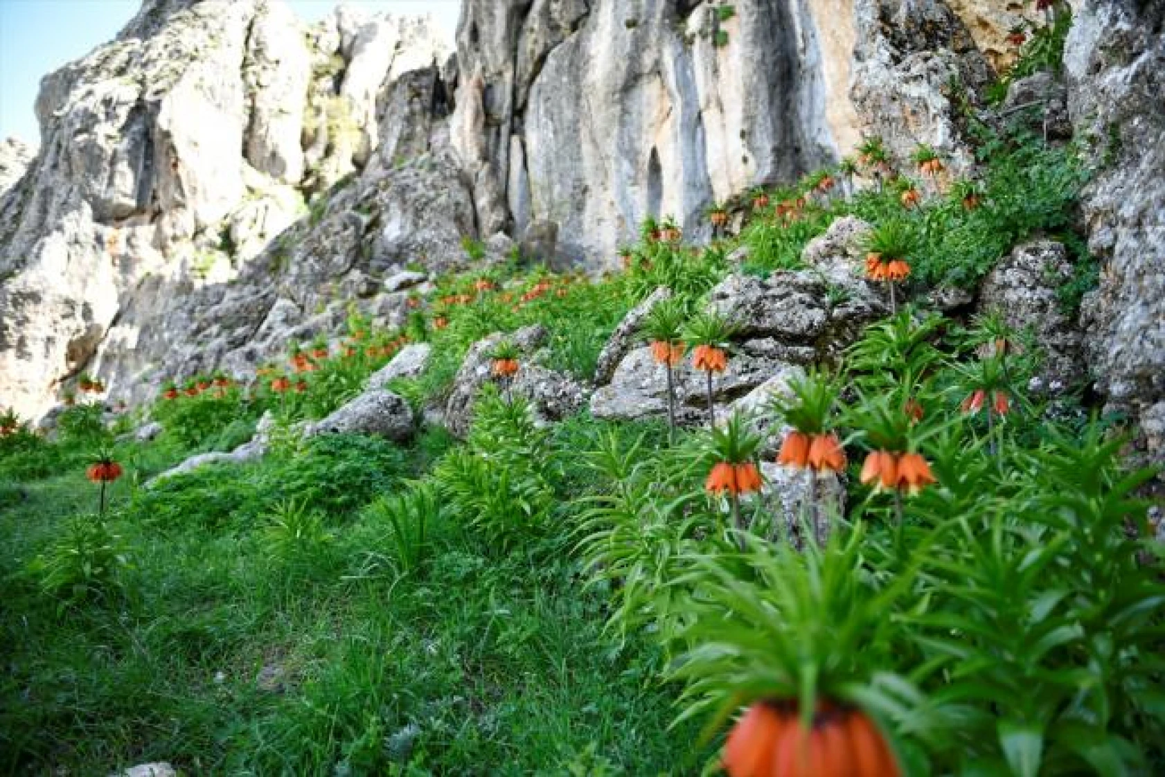 Salavan Dağı'nda açan ters laleler doğaseverlerin ilgi odağı oluyor