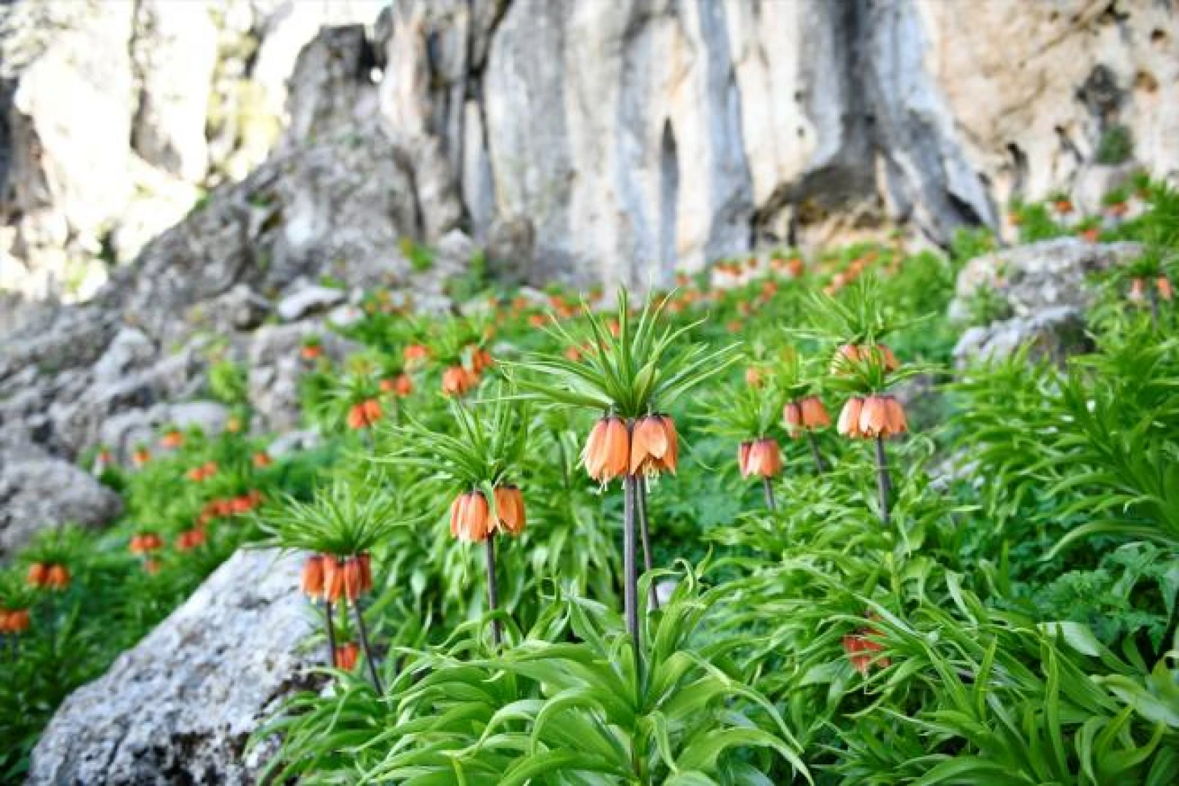 Salavan Dağı'nda açan ters laleler doğaseverlerin ilgi odağı oluyor