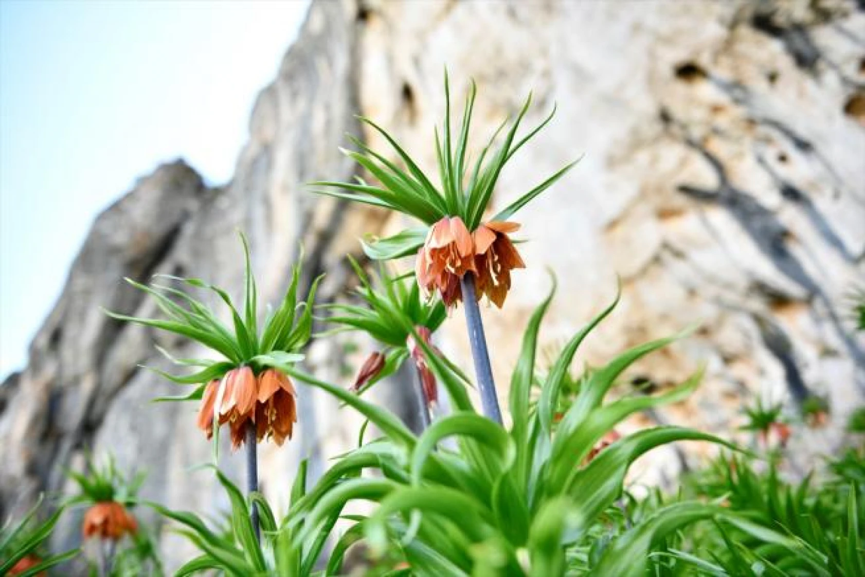 Salavan Dağı'nda açan ters laleler doğaseverlerin ilgi odağı oluyor