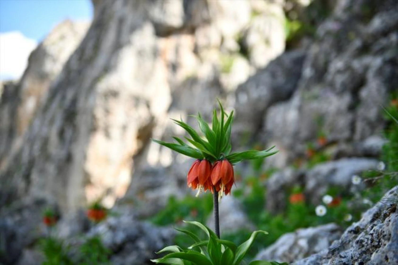 Salavan Dağı'nda açan ters laleler doğaseverlerin ilgi odağı oluyor
