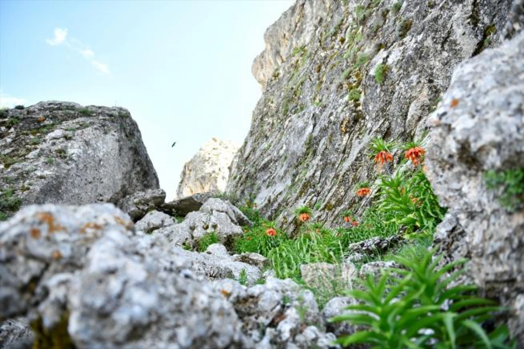 Salavan Dağı'nda açan ters laleler doğaseverlerin ilgi odağı oluyor