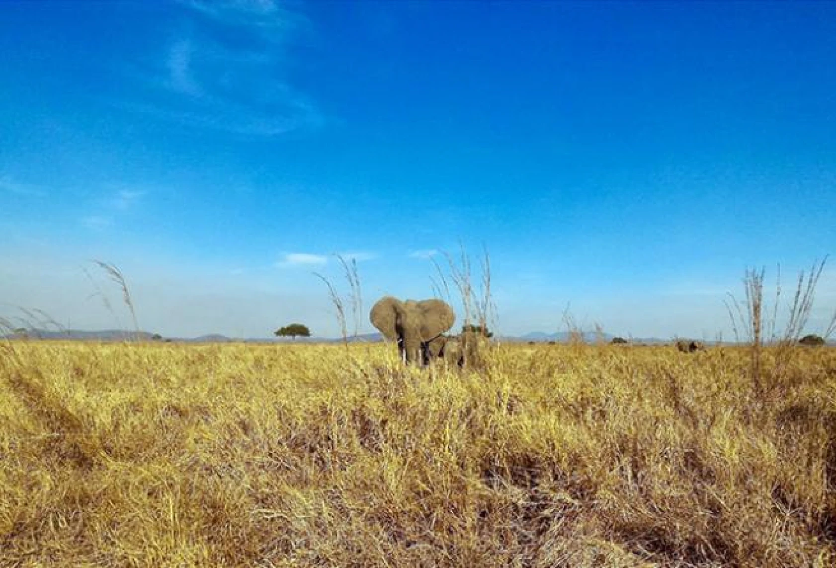 Tanzanya, Afrika'nın İncisi!