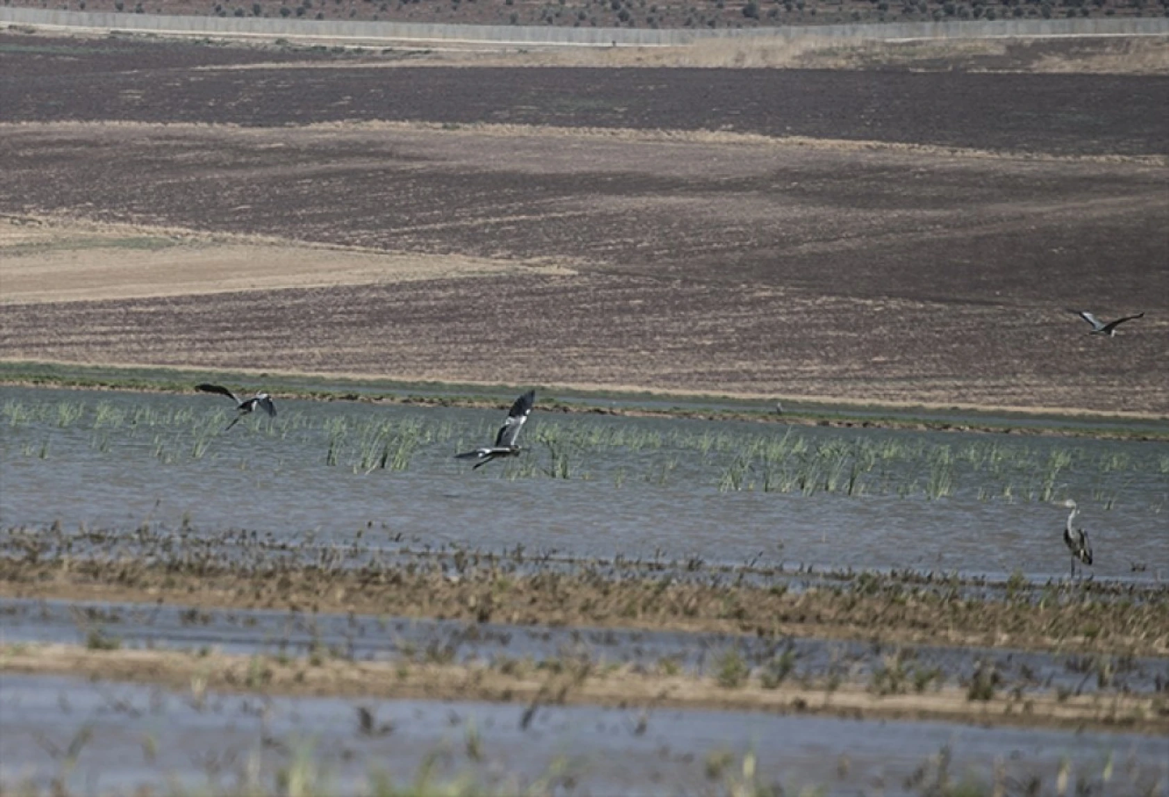 Reyhanlı Barajı'nda kuş türü sayısı 129'a yükseldi