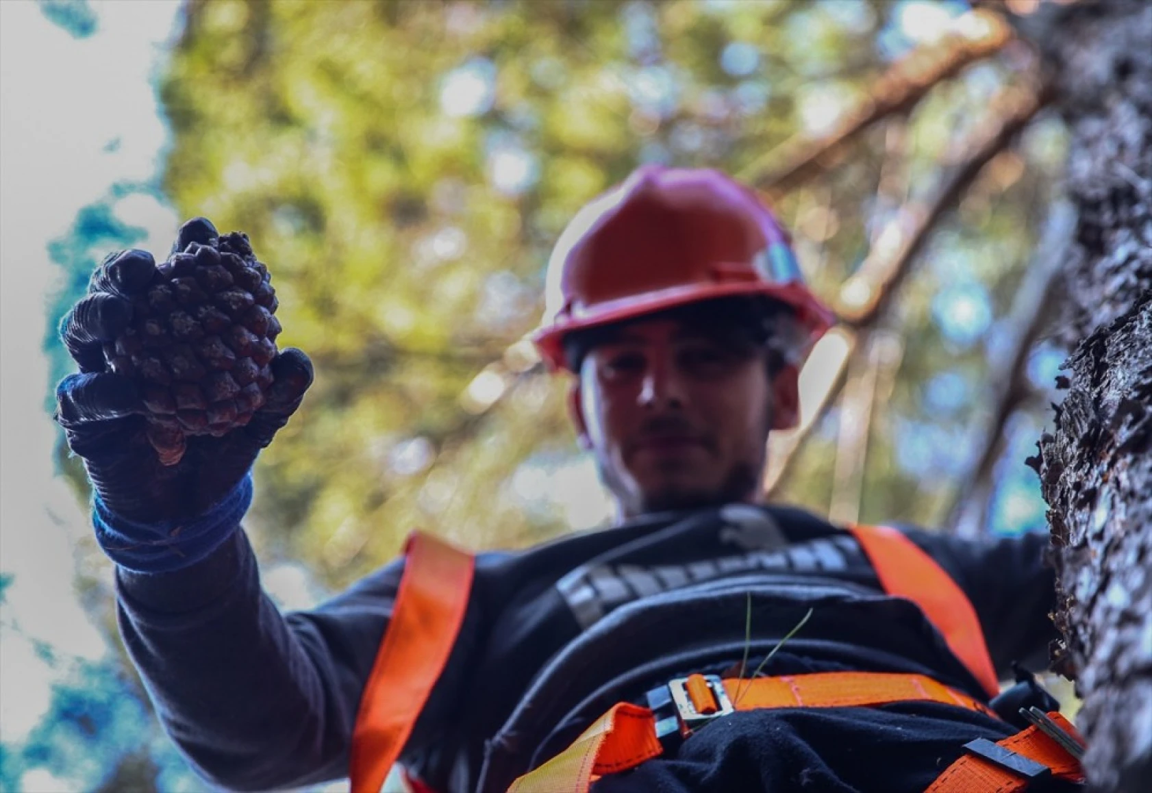 Çam fıstığının zorlu yolculuğu