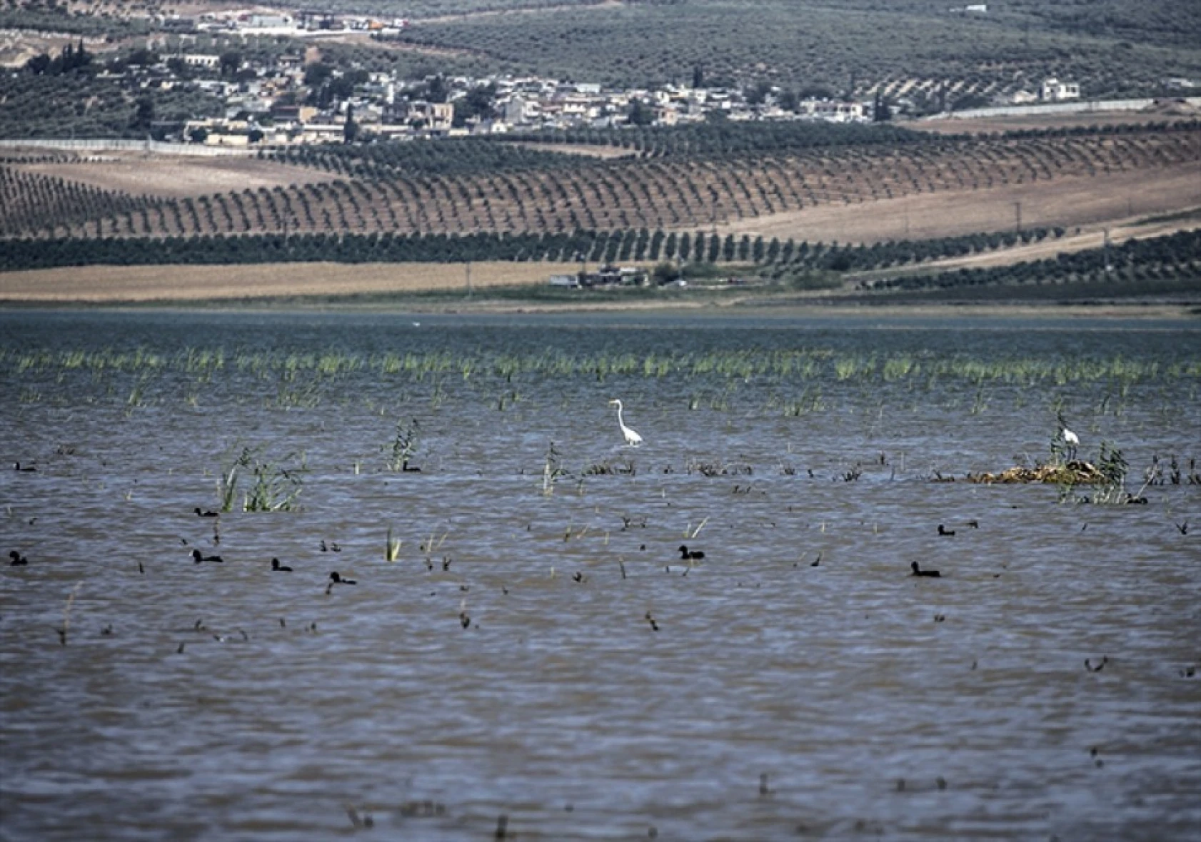 Reyhanlı Barajı'nda kuş türü sayısı 129'a yükseldi