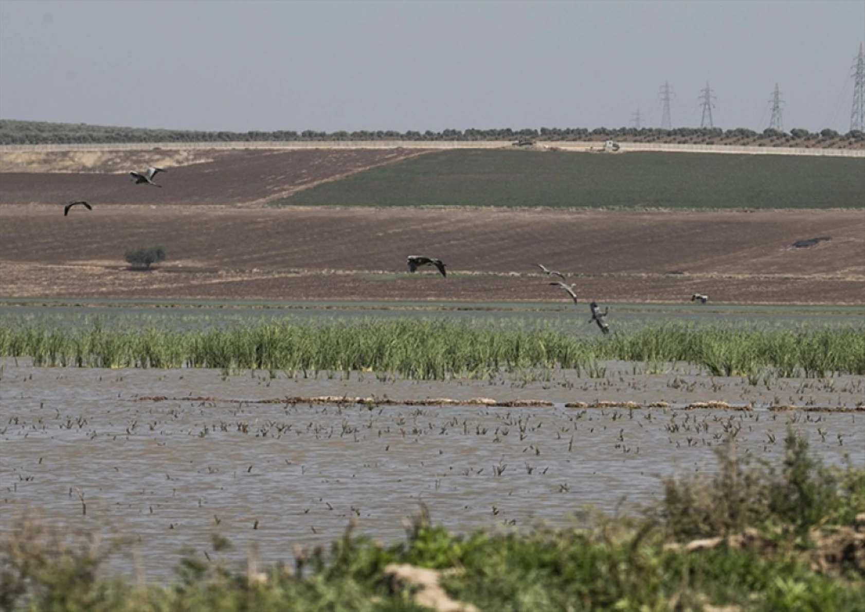 Reyhanlı Barajı'nda kuş türü sayısı 129'a yükseldi