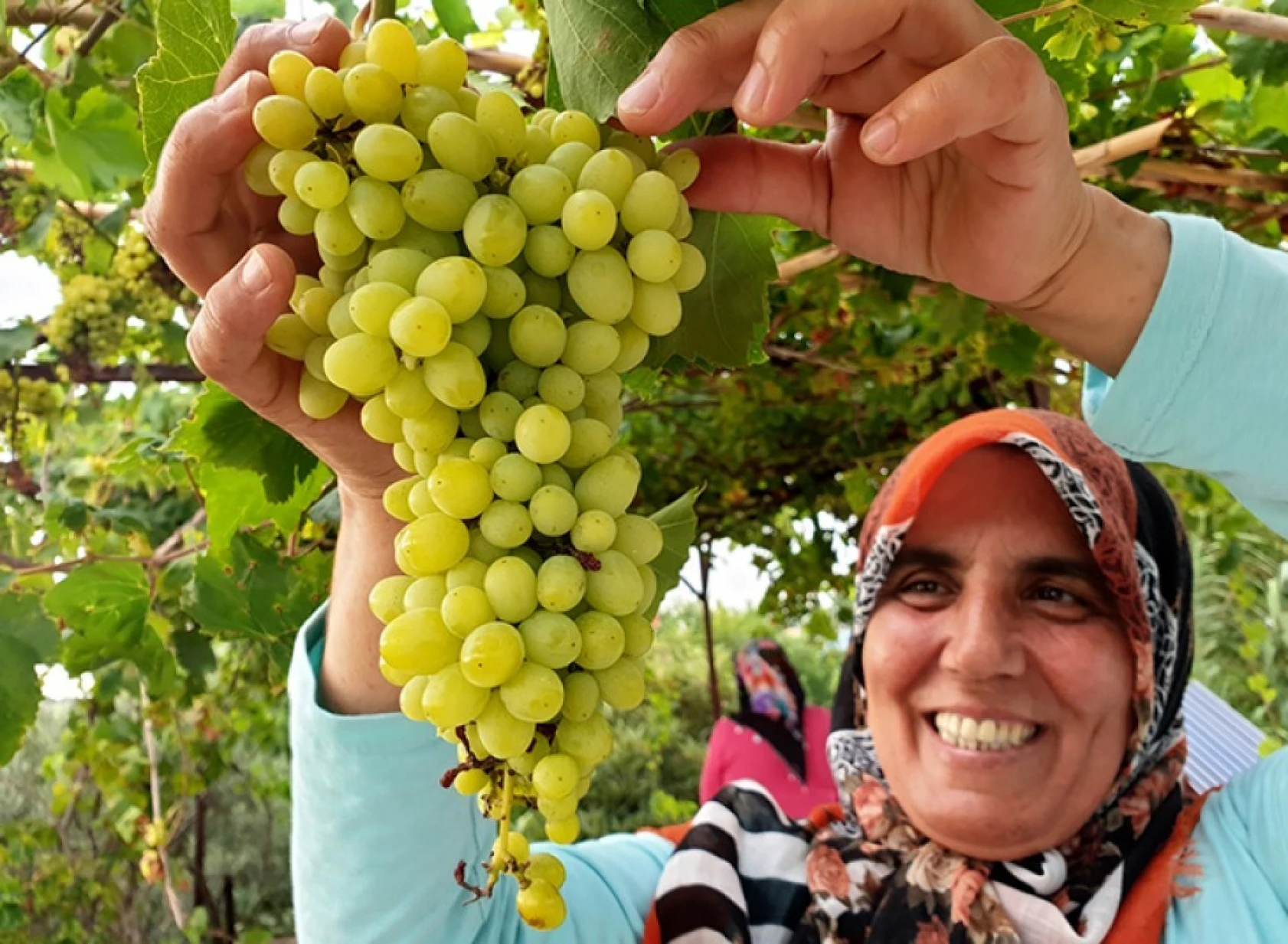 Şifa deposu üzüm pekmezinin sofralara yolculuğu