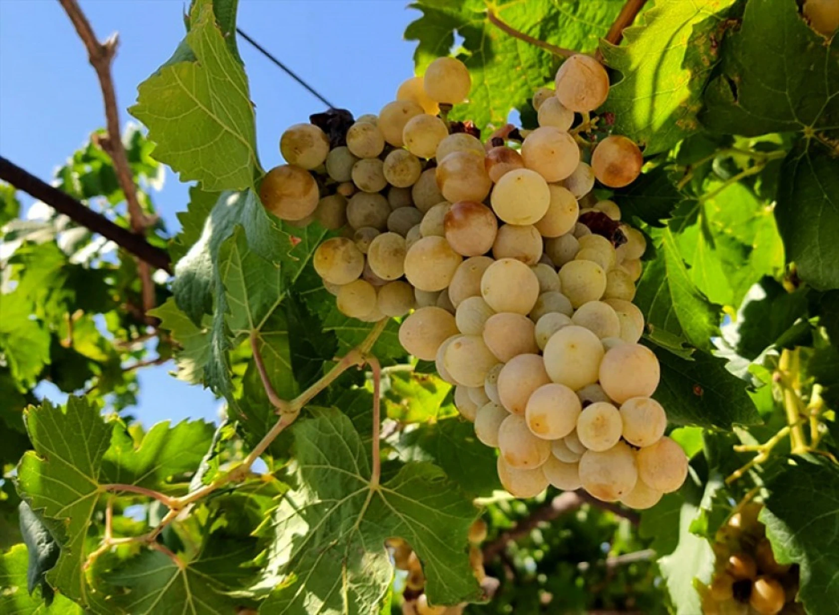 Şifa deposu üzüm pekmezinin sofralara yolculuğu