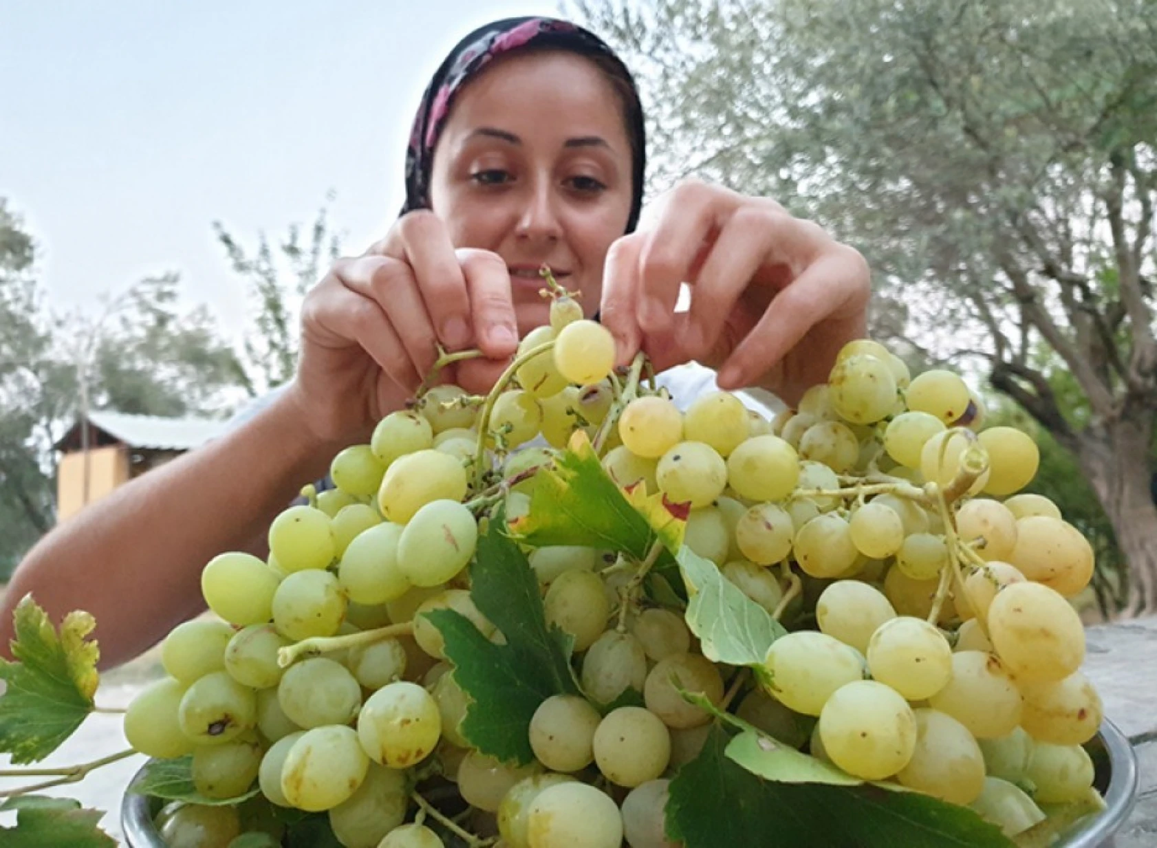 Şifa deposu üzüm pekmezinin sofralara yolculuğu