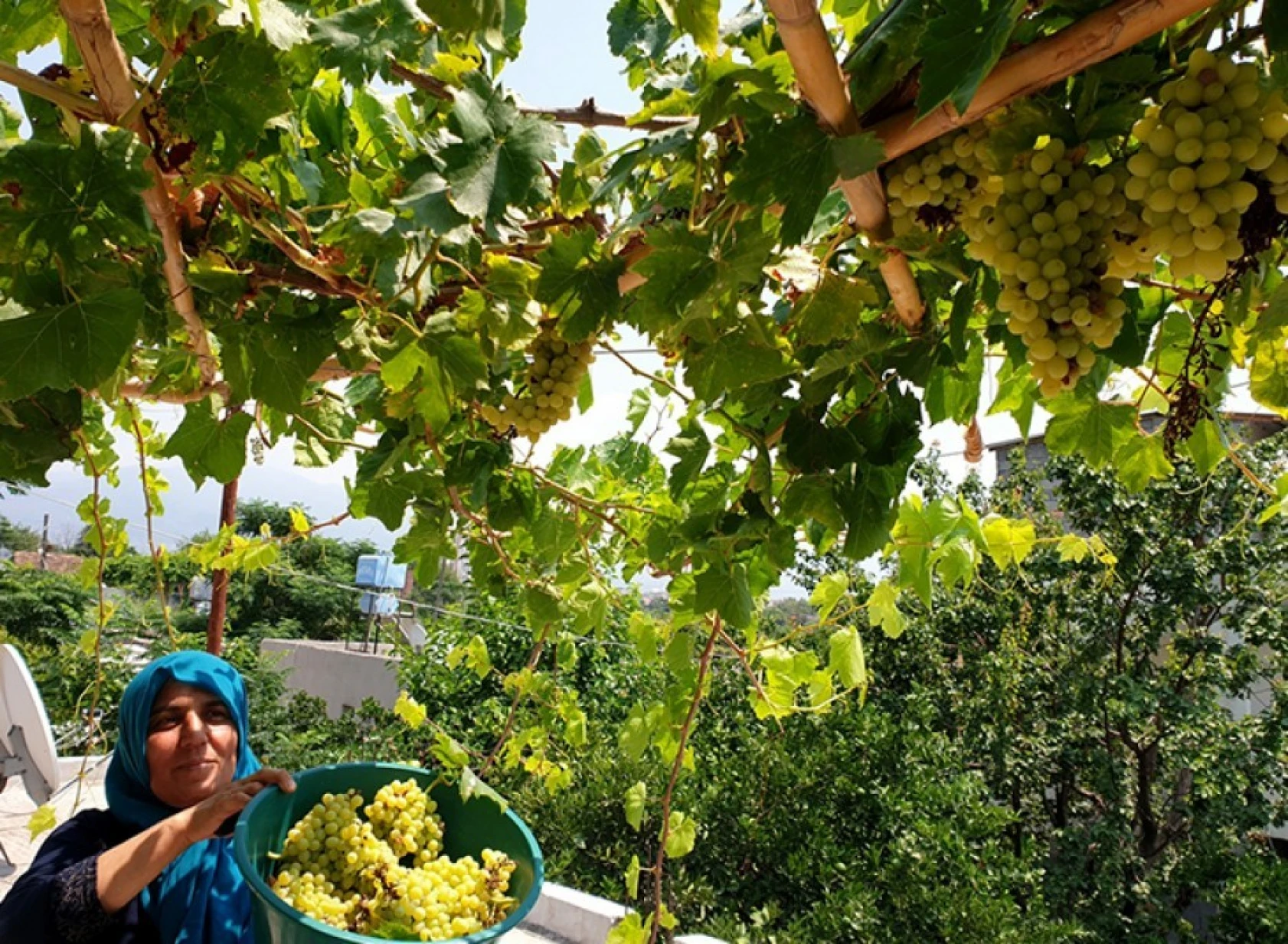 Şifa deposu üzüm pekmezinin sofralara yolculuğu