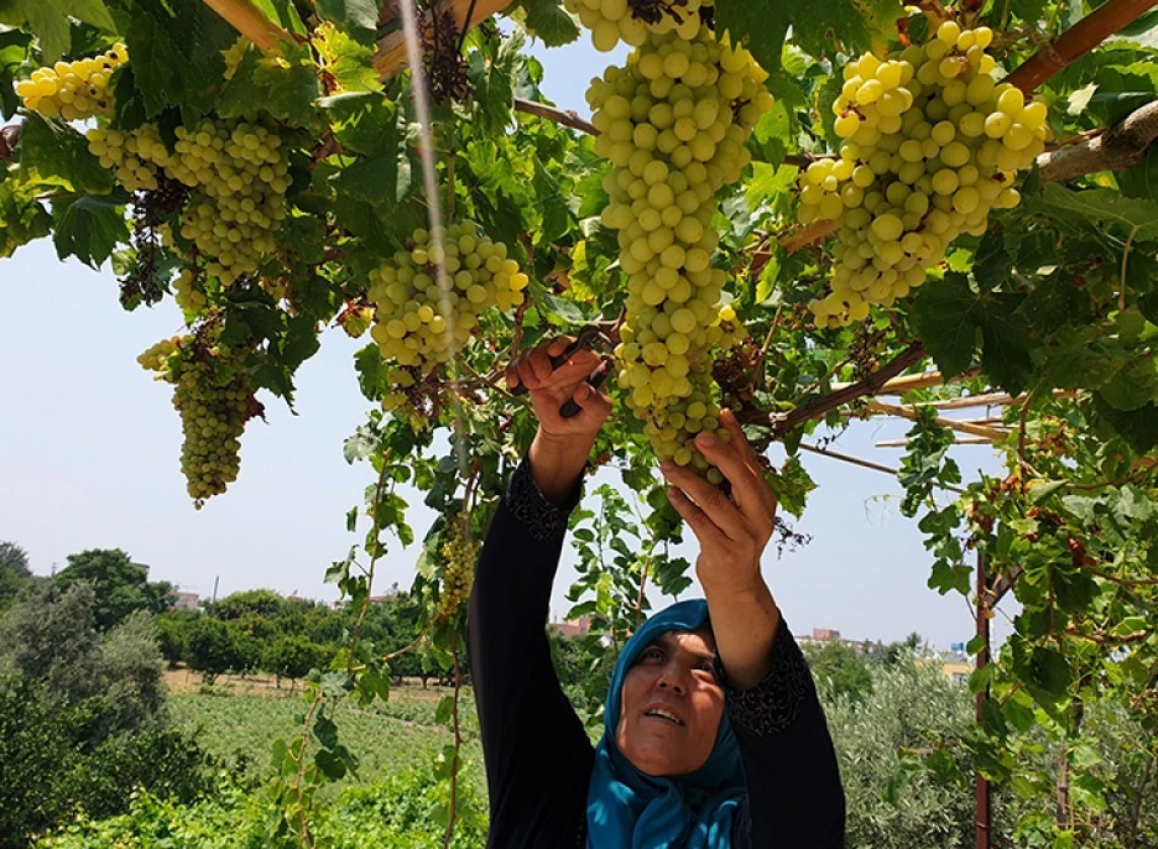 Şifa deposu üzüm pekmezinin sofralara yolculuğu