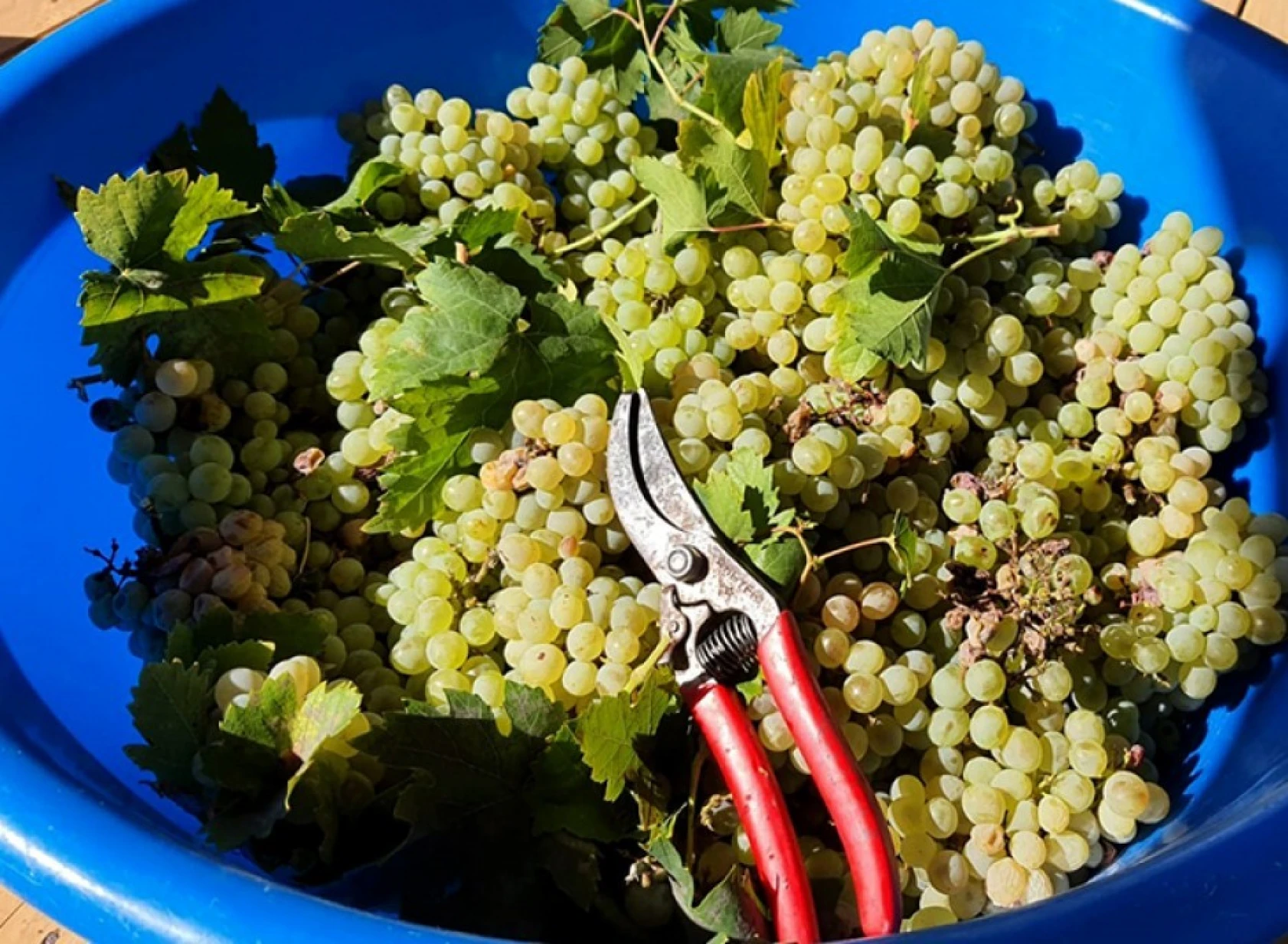 Şifa deposu üzüm pekmezinin sofralara yolculuğu