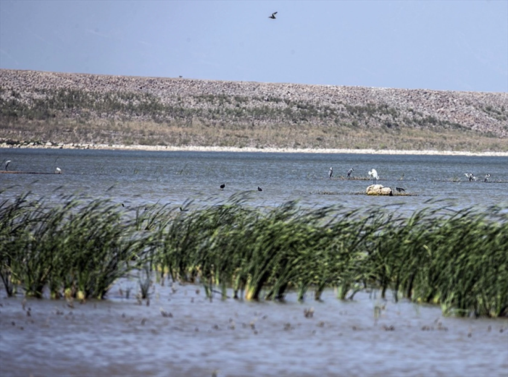 Reyhanlı Barajı'nda kuş türü sayısı 129'a yükseldi