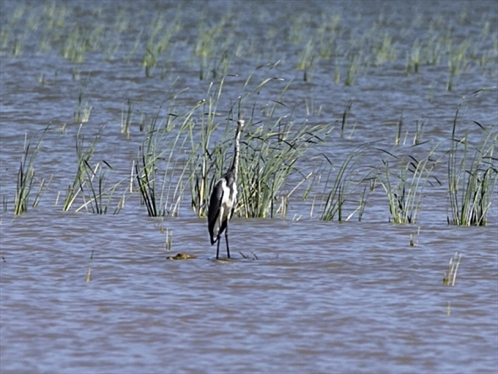 Reyhanlı Barajı'nda kuş türü sayısı 129'a yükseldi