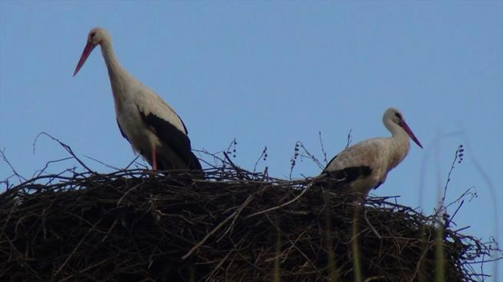Leyleklerin göçü!