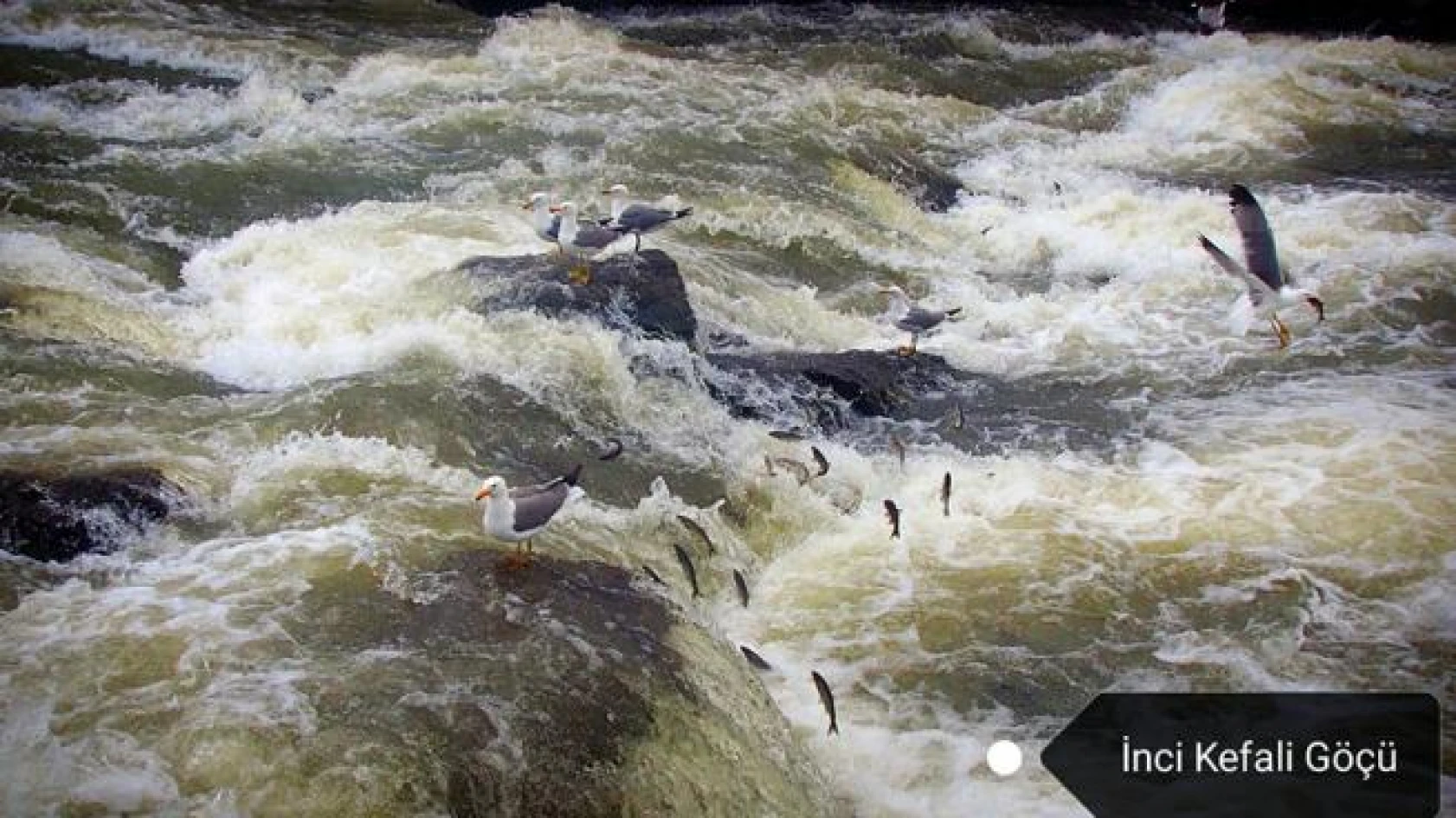 Dünyada Van, Ahirette İman!
