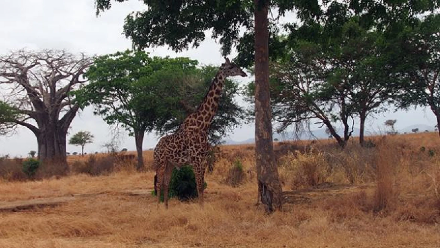 Tanzanya, Afrika'nın İncisi!