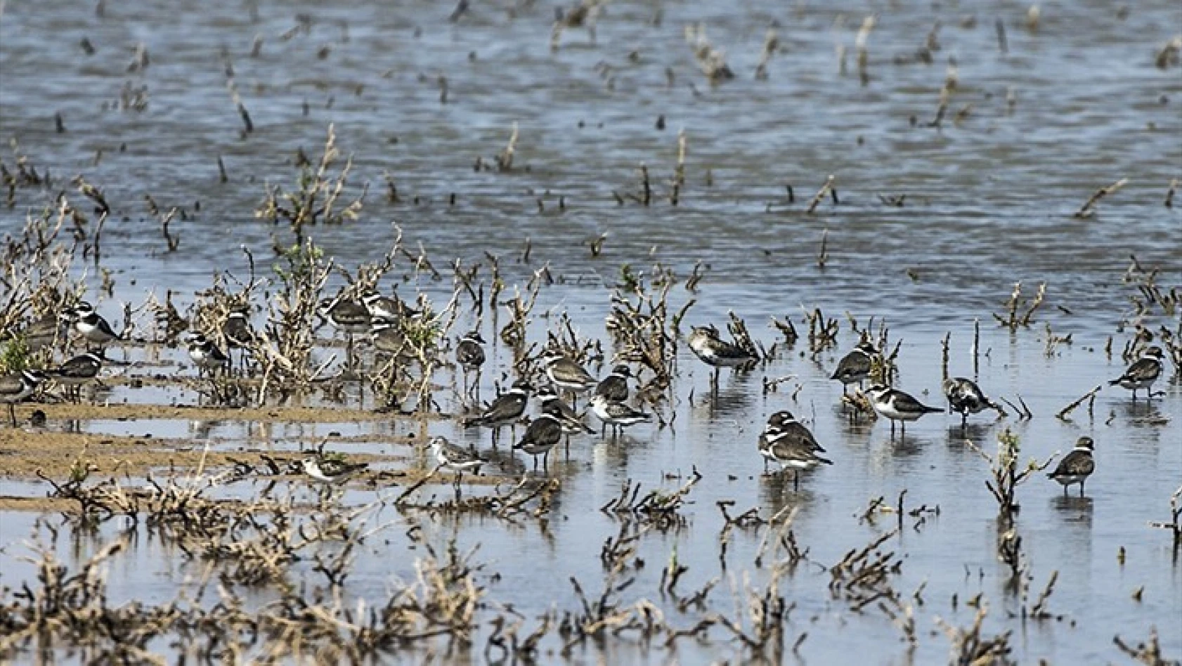 Reyhanlı Barajı'nda kuş türü sayısı 129'a yükseldi
