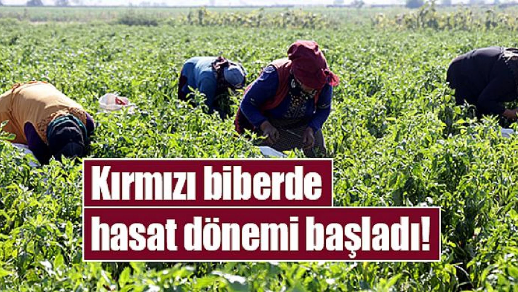 Kırmızı biberde hasat dönemi başladı