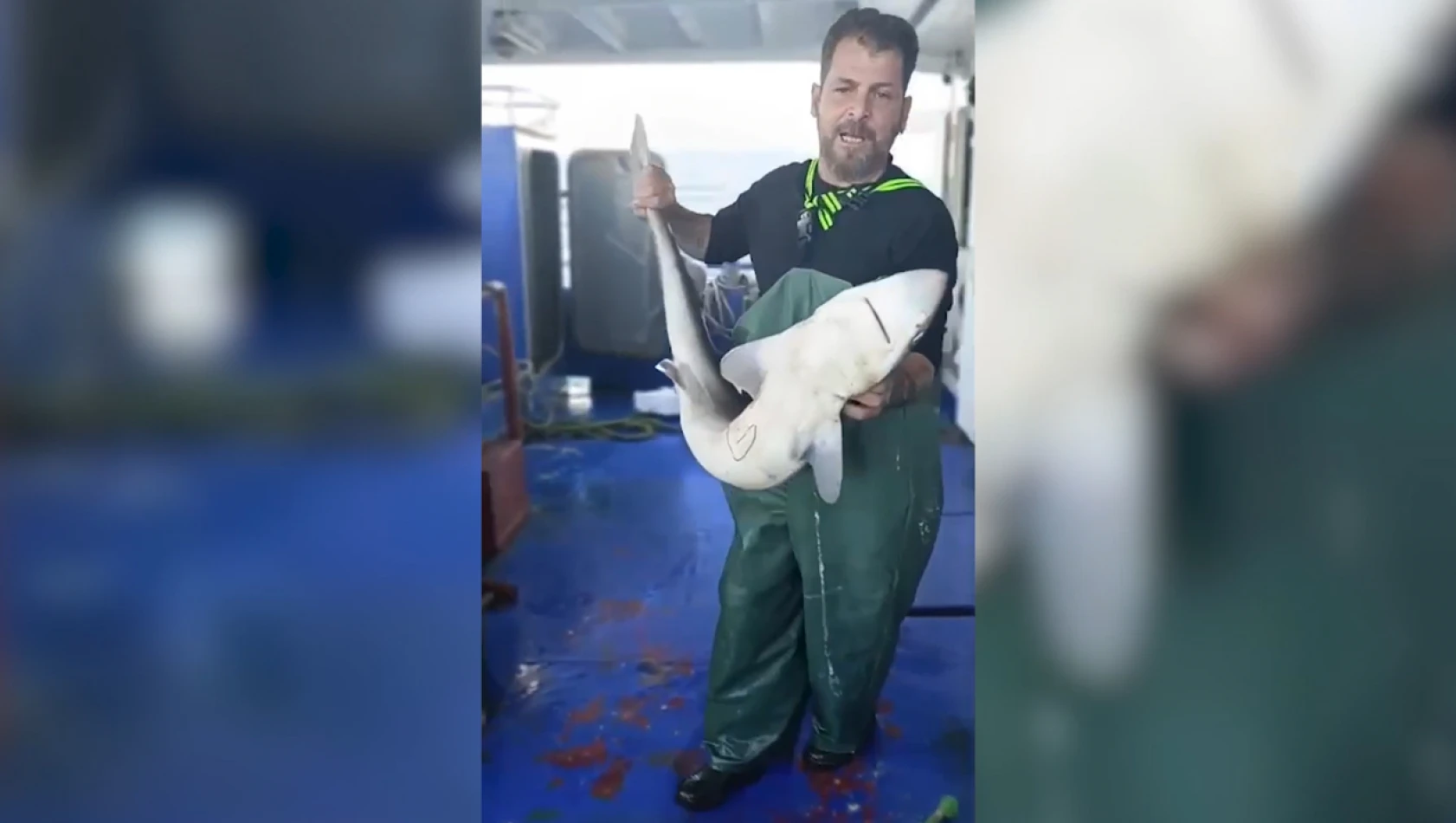 Balıkçıların ağına camgöz köpek balığı takıldı