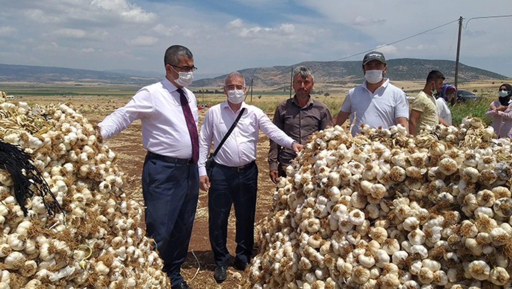 Kahramanmaraş'ta sarımsak hasadı başladı