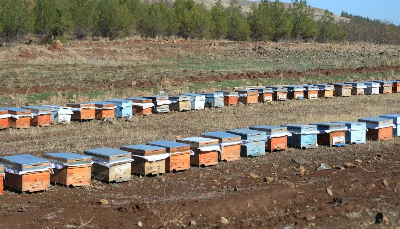Kahramanmaraşlı bal üreticileri