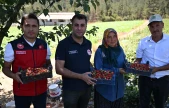Kahramanmaraş'tan 50 ülkeye çilek ihracatı