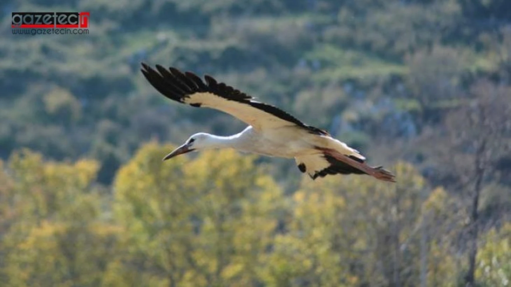 Leyleklerin göçü!