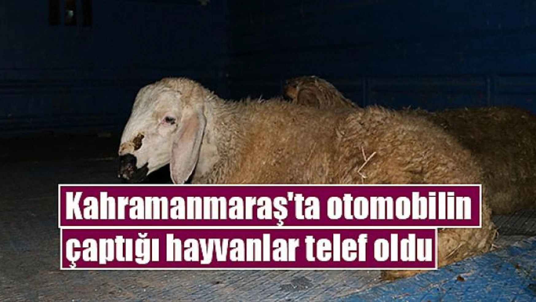 Kahramanmaraş'ta otomobilin çaptığı hayvanlar telef oldu