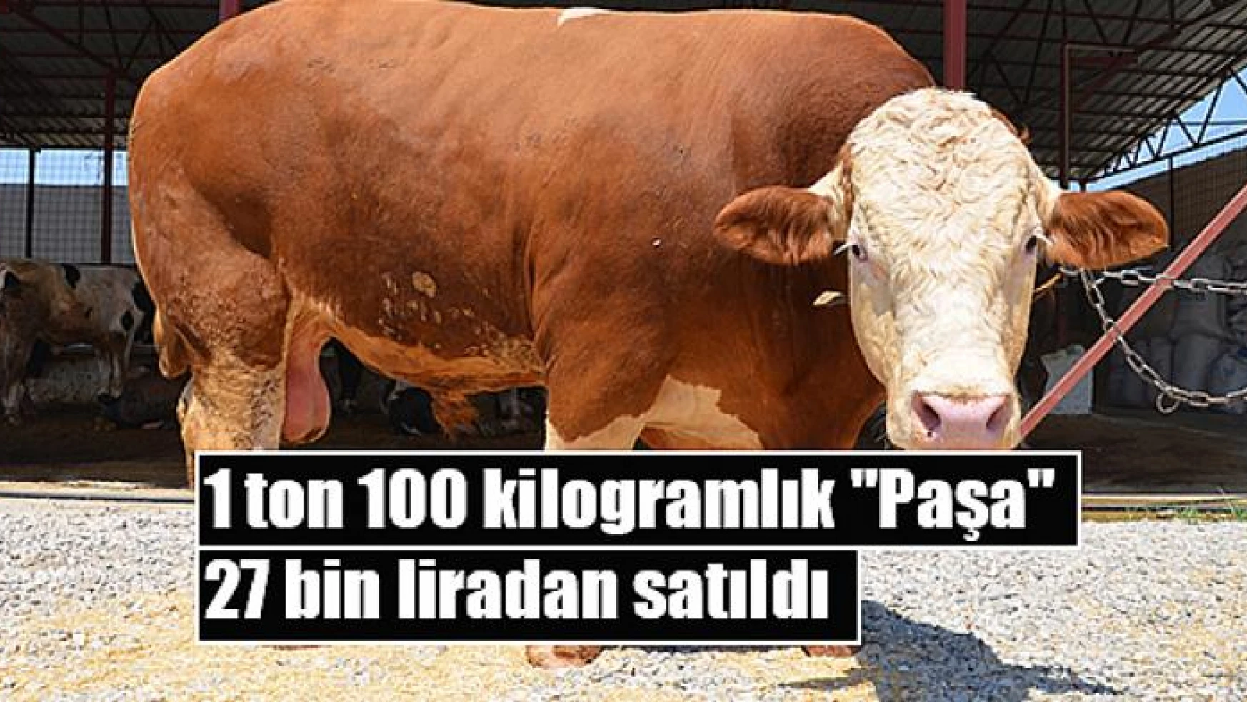 1 ton 100 kilogramlık 'Paşa' 27 bin liradan satıldı